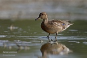 Filename=Cirkaobecna6.jpg
Filesize=96KB
Dimensions=800x533
Date added=Aug 29, 2015 Cirkaobecna6.jpg