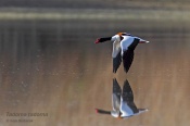 Filename=Husicelisci4.jpg
Filesize=62KB
Dimensions=800x533
Date added=May 08, 2015 Husicelisci4.jpg