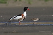 Filename=Husicelisci5.jpg
Filesize=74KB
Dimensions=800x533
Date added=Apr 04, 2017 Husicelisci5.jpg