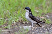 Filename=Jirickaobecna9.jpg
Filesize=147KB
Dimensions=800x533
Date added=Jun 13, 2016 Jirickaobecna9.jpg