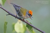 Filename=Kralicekohnivy10.jpg
Filesize=74KB
Dimensions=800x533
Date added=May 22, 2016 Kralicekohnivy10.jpg