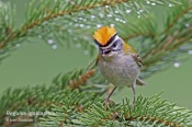Filename=Kralicekohnivy14.jpg
Filesize=123KB
Dimensions=800x533
Date added=May 22, 2016 Kralicekohnivy14.jpg