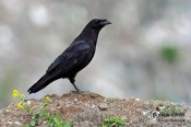 Filename=Krkavecvelky5.jpg
Filesize=119KB
Dimensions=800x533
Date added=May 26, 2015 Krkavecvelky5.jpg