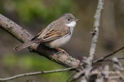 Filename=Penicehnedokridla5.jpg
Filesize=93KB
Dimensions=800x533
Date added=May 03, 2016 Penicehnedokridla5.jpg