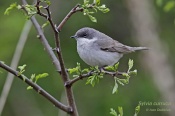 Filename=Penicepokrovni8.jpg
Filesize=90KB
Dimensions=800x533
Date added=Apr 26, 2015 Penicepokrovni8.jpg