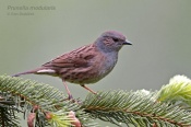 Filename=Pevuskamodra10.jpg
Filesize=120KB
Dimensions=800x533
Date added=May 29, 2018 Pevuskamodra10.jpg