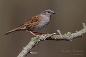 Filename=Pevuskamodra12.jpg
Filesize=77KB
Dimensions=800x533
Date added=Apr 14, 2019 Pevuskamodra12.jpg
