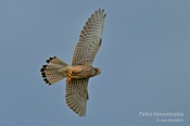 Filename=Postolkaobecna6.jpg
Filesize=84KB
Dimensions=800x533
Date added=Mar 22, 2016 Postolkaobecna6.jpg