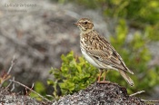 Filename=Skrivanlesni10.jpg
Filesize=137KB
Dimensions=800x533
Date added=May 17, 2017 Skrivanlesni10.jpg