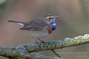 Filename=Slavikmodracek10.jpg
Filesize=97KB
Dimensions=800x533
Date added=Mar 26, 2017 Slavikmodracek10.jpg
