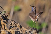 Filename=Slavikmodracek7.jpg
Filesize=117KB
Dimensions=800x533
Date added=May 11, 2015 Slavikmodracek7.jpg