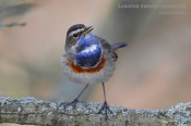 Filename=Slavikmodracek8.jpg
Filesize=91KB
Dimensions=800x533
Date added=Mar 26, 2017 Slavikmodracek8.jpg
