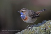 Filename=Slavikmodracek9.jpg
Filesize=93KB
Dimensions=800x533
Date added=Mar 26, 2017 Slavikmodracek9.jpg