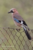 Filename=Sojkaobecna6.jpg
Filesize=90KB
Dimensions=533x800
Date added=May 01, 2016 Sojkaobecna6.jpg