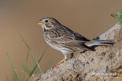 Filename=Strnadlucni9.jpg
Filesize=111KB
Dimensions=800x533
Date added=May 07, 2016 Strnadlucni9.jpg