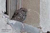 Filename=Sycekobecny6.jpg
Filesize=160KB
Dimensions=800x533
Date added=Apr 24, 2015 Sycekobecny6.jpg