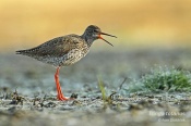 Filename=Vodousrudonohy2.jpg
Filesize=93KB
Dimensions=800x533
Date added=May 01, 2016 Vodousrudonohy2.jpg