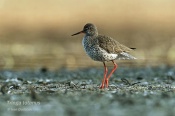 Filename=Vodousrudonohy3.jpg
Filesize=89KB
Dimensions=800x533
Date added=May 01, 2016 Vodousrudonohy3.jpg