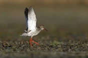 Filename=Vodousrudonohy4.jpg
Filesize=75KB
Dimensions=800x533
Date added=May 01, 2016 Vodousrudonohy4.jpg