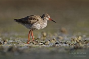 Filename=Vodousrudonohy5.jpg
Filesize=82KB
Dimensions=800x533
Date added=May 01, 2016 Vodousrudonohy5.jpg