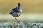 Filename=Vodousrudonohy6.jpg
Filesize=85KB
Dimensions=800x533
Date added=May 01, 2016 Vodousrudonohy6.jpg