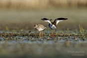 Filename=Vodousrudonohy7.jpg
Filesize=82KB
Dimensions=800x533
Date added=May 03, 2016 Vodousrudonohy7.jpg