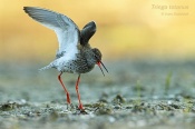 Filename=Vodousrudonohy8.jpg
Filesize=92KB
Dimensions=800x533
Date added=May 03, 2016 Vodousrudonohy8.jpg