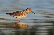 Filename=Vodousrudonohy9.jpg
Filesize=94KB
Dimensions=800x533
Date added=May 07, 2016 Vodousrudonohy9.jpg