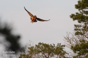 Filename=Vyrvelky10.jpg
Filesize=190KB
Dimensions=800x533
Date added=May 20, 2013 Vyrvelky10.jpg