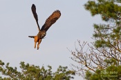 Filename=Vyrvelky4.jpg
Filesize=208KB
Dimensions=800x533
Date added=May 05, 2013 Vyrvelky4.jpg
