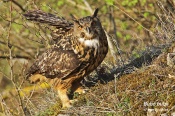 Filename=Vyrvelky8.jpg
Filesize=405KB
Dimensions=800x533
Date added=May 20, 2013 Vyrvelky8.jpg