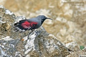 Filename=Zednicekskalni15.jpg
Filesize=167KB
Dimensions=800x533
Date added=Mar 28, 2016 Zednicekskalni15.jpg