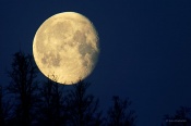 Filename=990Mesic.jpg
Filesize=329KB
Dimensions=800x533
Date added=Mar 28, 2011 990Mesic.jpg