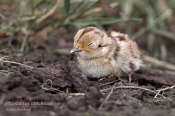 Filename=Bazantobecny8.jpg
Filesize=108KB
Dimensions=800x533
Date added=May 28, 2016 Bazantobecny8.jpg