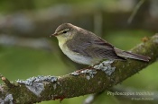 Filename=Budnicekvetsi10.jpg
Filesize=94KB
Dimensions=800x533
Date added=May 29, 2017 Budnicekvetsi10.jpg