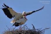Filename=Capbily5.jpg
Filesize=103KB
Dimensions=800x533
Date added=Apr 24, 2023 Capbily5.jpg