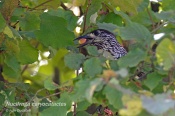 Filename=Oresnikkropenaty1.jpg
Filesize=383KB
Dimensions=800x533
Date added=Aug 20, 2012 Oresnikkropenaty1.jpg
