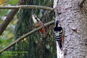 Filename=Strakapoudbelohrbety1.jpg
Filesize=212KB
Dimensions=800x533
Date added=Oct 02, 2016 Strakapoudbelohrbety1.jpg