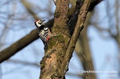 Filename=Strakapoudbelohrbety10.jpg
Filesize=123KB
Dimensions=800x533
Date added=Mar 25, 2019 Strakapoudbelohrbety10.jpg