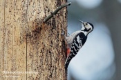 Filename=Strakapoudbelohrbety11.jpg
Filesize=189KB
Dimensions=800x533
Date added=Mar 25, 2019 Strakapoudbelohrbety11.jpg