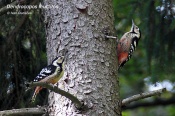 Filename=Strakapoudbelohrbety2.jpg
Filesize=194KB
Dimensions=800x533
Date added=Oct 02, 2016 Strakapoudbelohrbety2.jpg