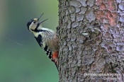 Filename=Strakapoudbelohrbety3.jpg
Filesize=145KB
Dimensions=800x533
Date added=Oct 02, 2016 Strakapoudbelohrbety3.jpg