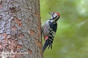 Filename=Strakapoudbelohrbety4.jpg
Filesize=93KB
Dimensions=800x533
Date added=Oct 02, 2016 Strakapoudbelohrbety4.jpg