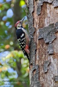 Filename=Strakapoudbelohrbety5.jpg
Filesize=179KB
Dimensions=533x800
Date added=Oct 02, 2016 Strakapoudbelohrbety5.jpg