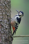 Filename=Strakapoudbelohrbety6.jpg
Filesize=137KB
Dimensions=533x800
Date added=Oct 17, 2016 Strakapoudbelohrbety6.jpg