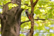 Filename=Strakapoudbelohrbety9.jpg
Filesize=115KB
Dimensions=800x533
Date added=Apr 27, 2018 Strakapoudbelohrbety9.jpg